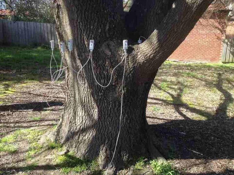 Dangerous Trees Croydon